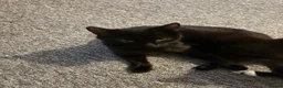 Mixed Breed cats for sale: Very dark brown kitten  - Advert 1