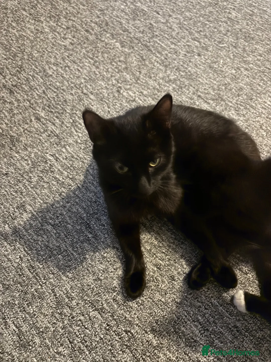 Mixed Breed cats for sale: Very dark brown kitten  - Advert 1