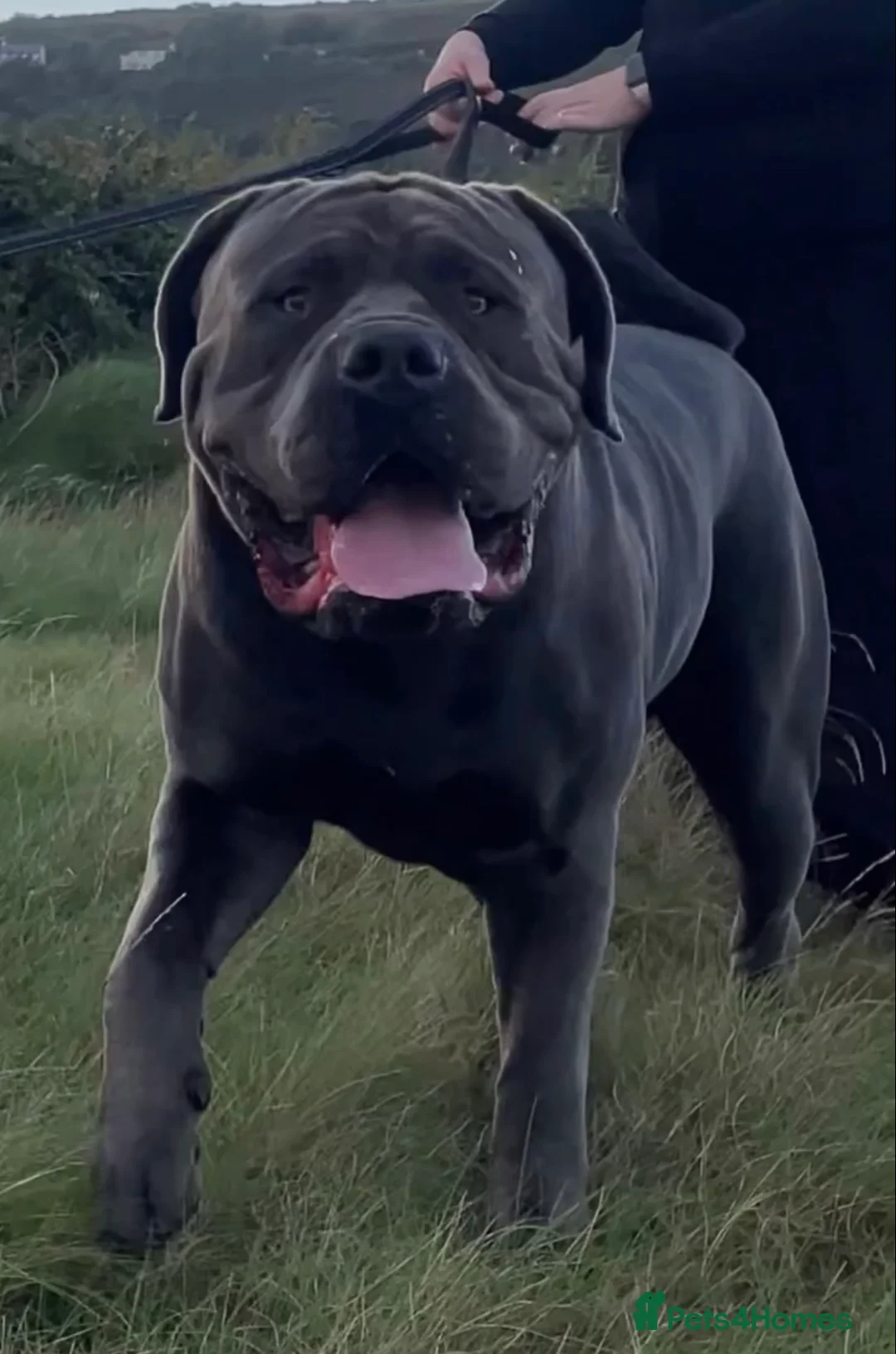 Boerboel dogs for stud: Imperial Health Tested & Champion Stud in Eastleigh - Advert 7