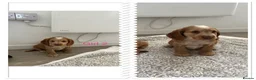 Cocker Spaniel dogs for sale: 🐾Beautiful Show Type Cocker Spaniel Puppies 🐾 - Advert 4