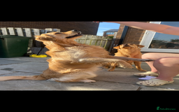 Golden Retriever dogs for stud: KC Registered Golden Retriever Stud - Image 3