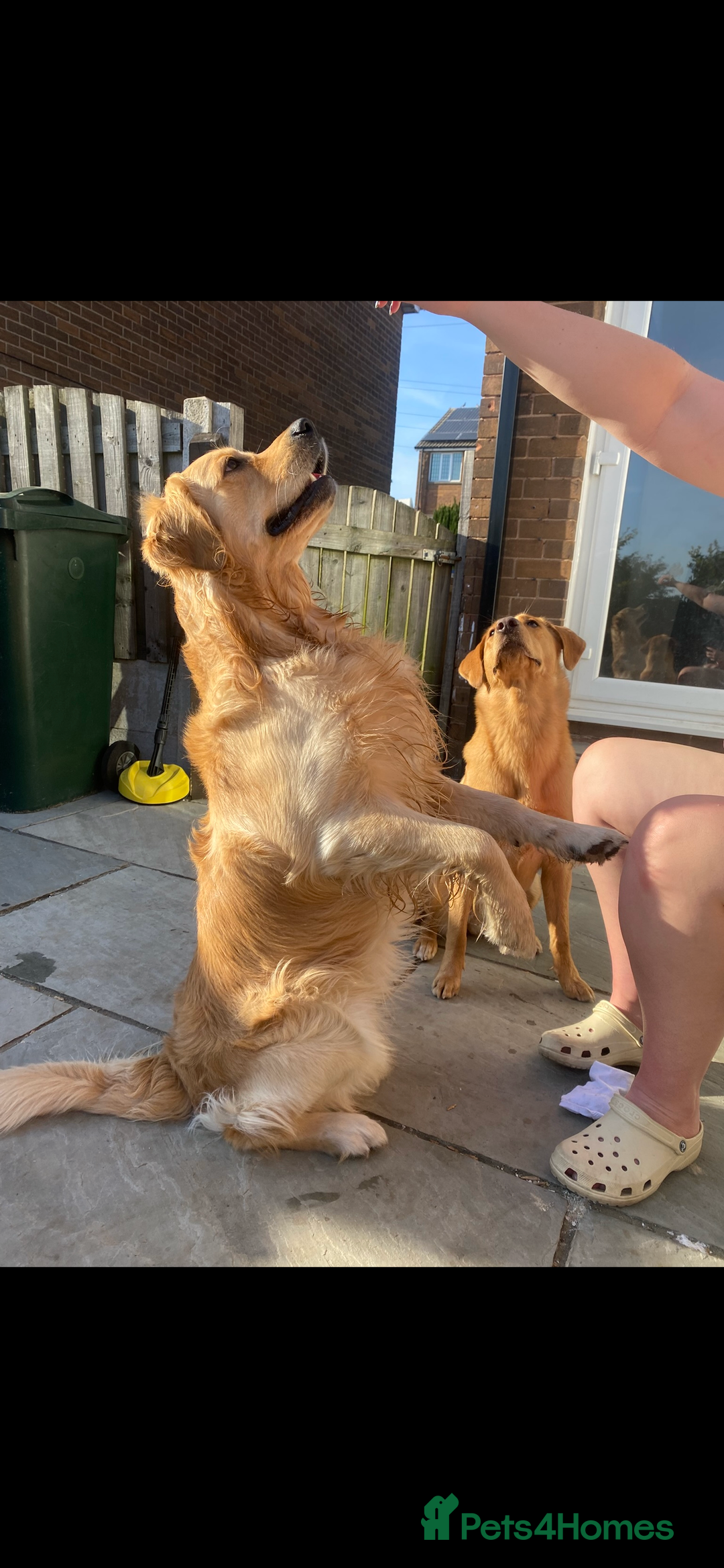 Golden Retriever dogs for stud: KC Registered Golden Retriever Stud - Image 3