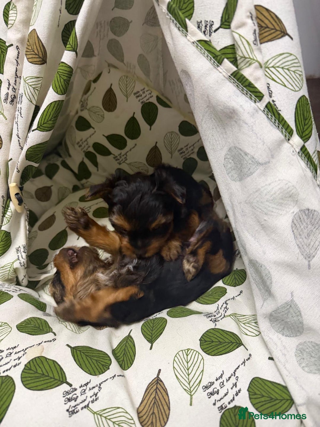 Yorkshire Terrier dogs for sale: Yorkshire Terrier puppies looking for new homes  - Advert 20