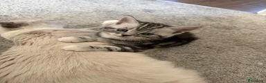 Scottish Fold 1