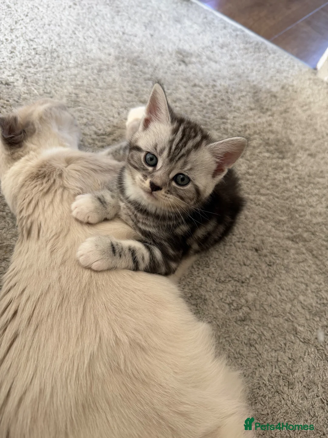 Scottish Fold cats for sale: Persian Scottish folds in Blackwood - Advert 2