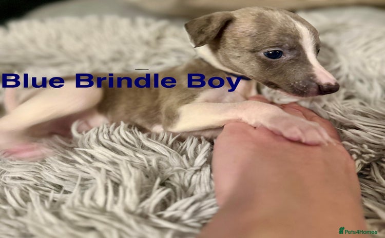 Whippet dogs - Advert 1