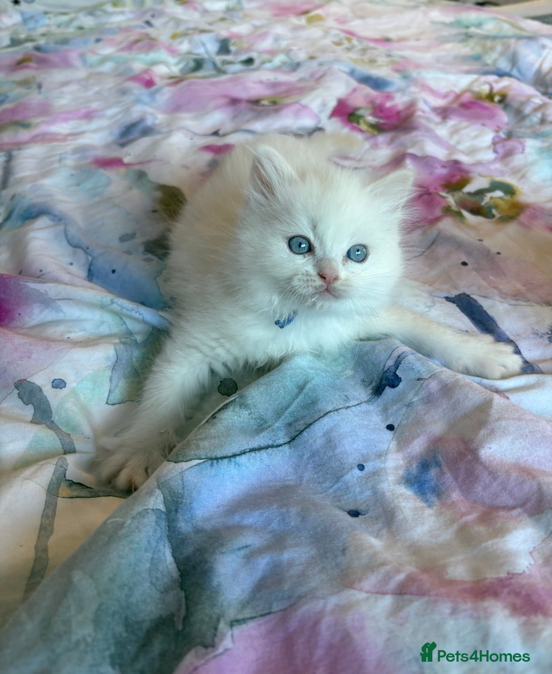 Ragdoll cats for sale: Kittens from Extensively Health Tested Parents - Advert 16