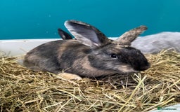 Mixed Breed rabbits for sale: English Angora x Rex Mixed - Advert 6