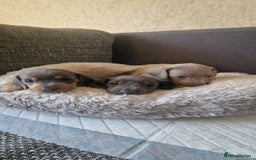Dachshund dogs for sale: 2 girls and 1 boy miniature dachshund puppies  - Image 15