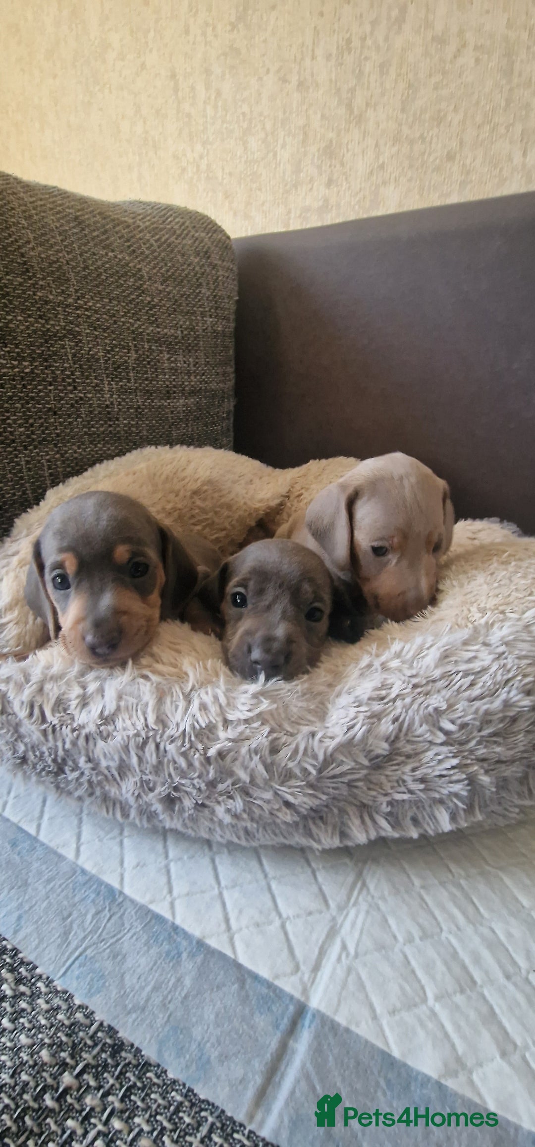 Dachshund dogs for sale: 2 girls and 1 boy miniature dachshund puppies  - Image 15