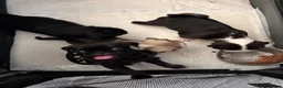 Pug dogs for sale: Stunning panda pugs  - Advert 14
