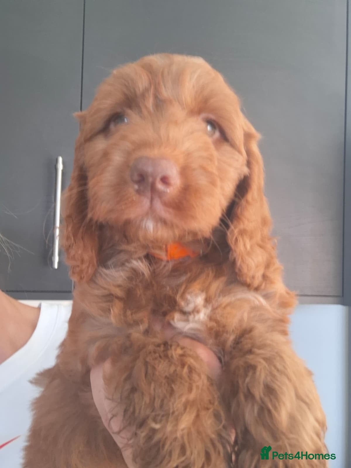 Cockapoo dogs READY NOW 🏡 COCKAPOO PUPS - Advert 2