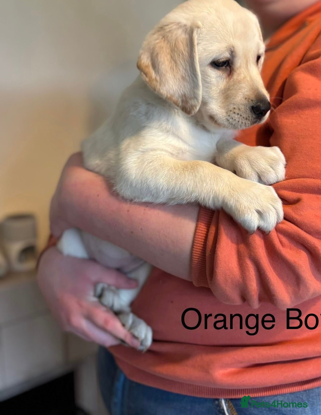 Labrador Retriever dogs for sale: Beautiful chunky labs  - Advert 6