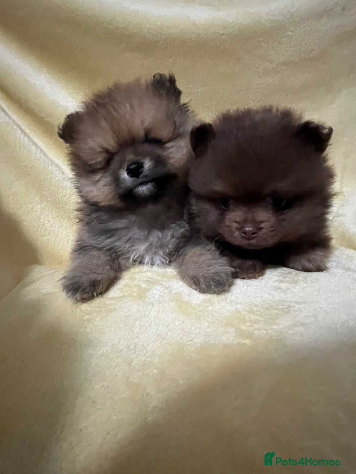 Pomeranian dogs Pomeranian - Advert 10