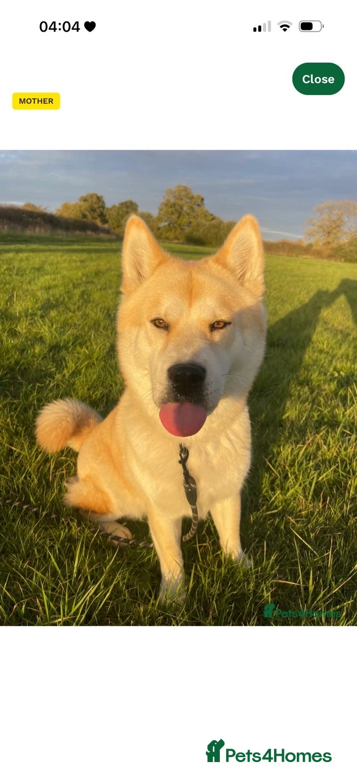 Mixed Breed dogs Chowski - Advert 5