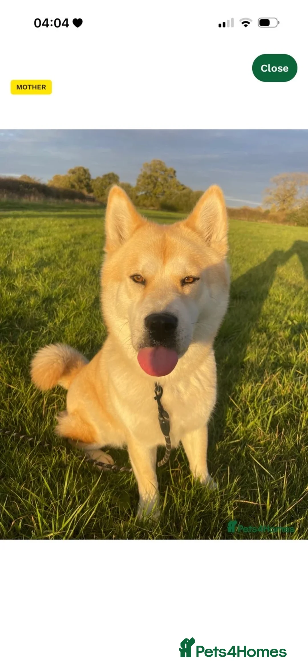 Mixed Breed dogs for sale: Chowski - Advert 1