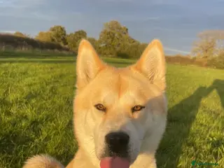 Mixed Breed dogs Chowski - Advert 1