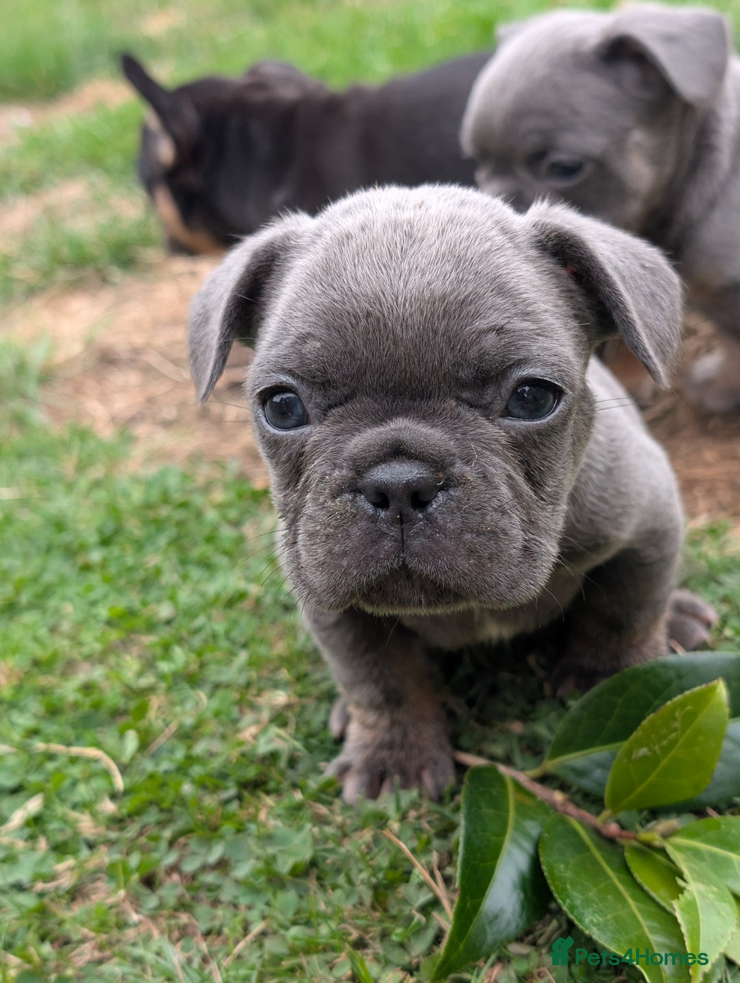 French Bulldog dogs for sale: French bulldog puppies!!! - Image 9