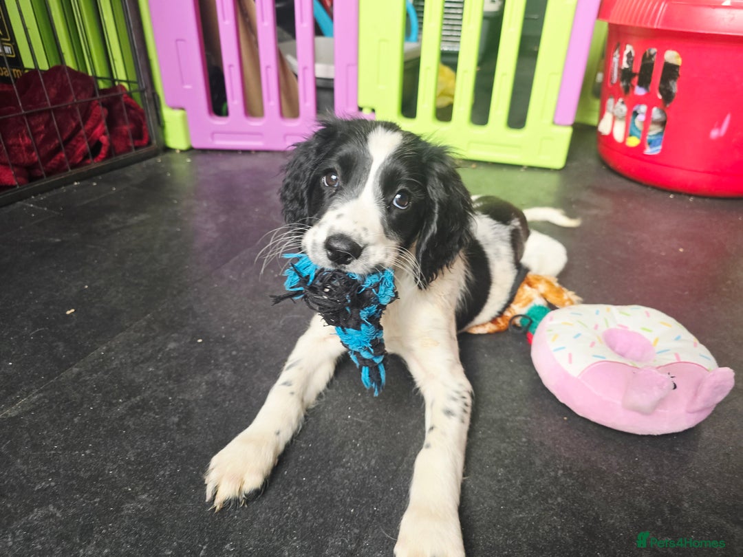 English Springer Spaniel dogs for sale: Part Trained ESS KC Girl Pup. Health Tested- Ready - Image 2