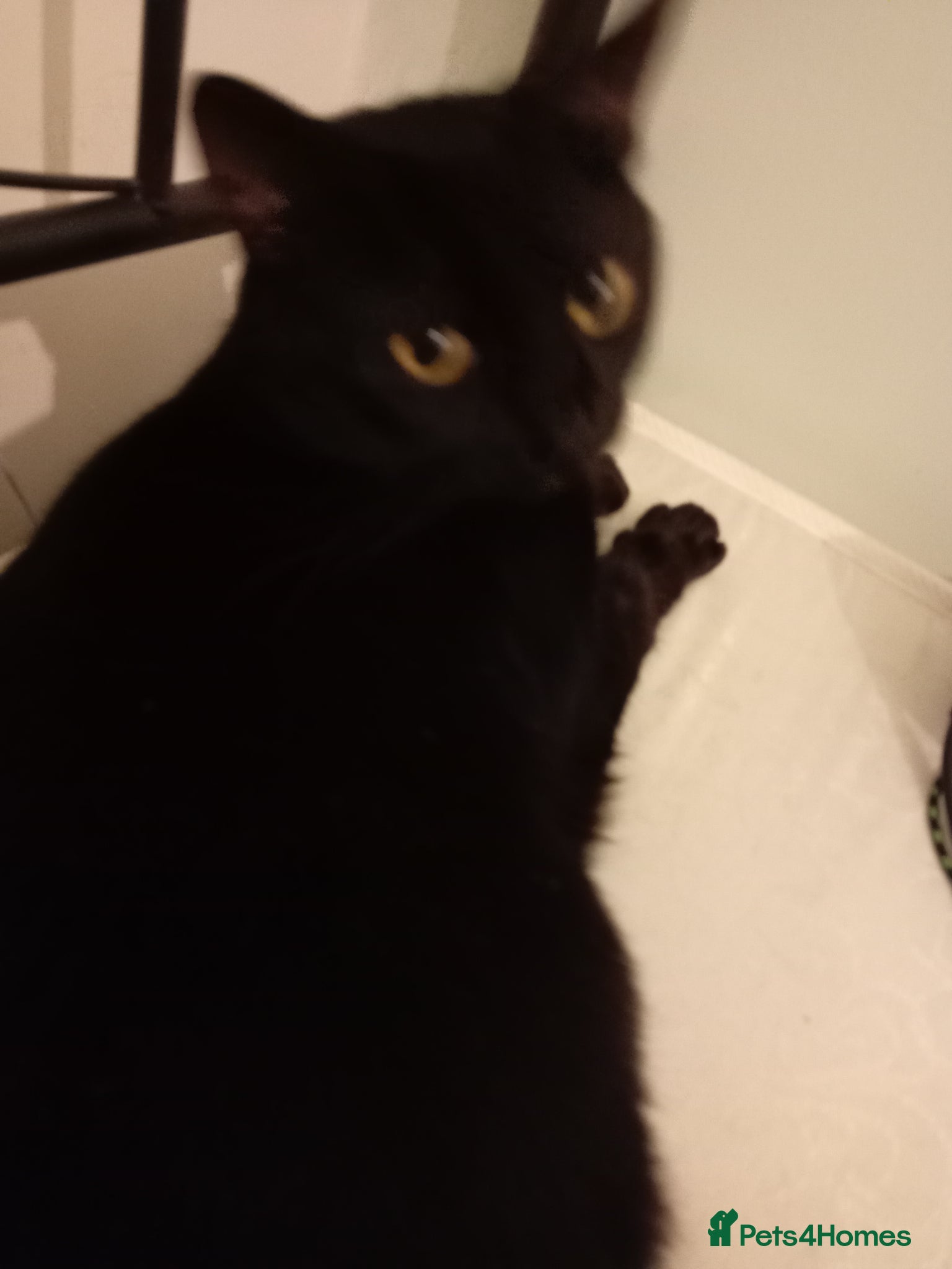 Domestic Shorthair cats Salem - Advert 11