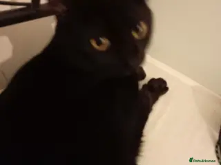 Domestic Shorthair cats Salem - Advert 13