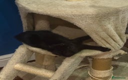 Domestic Shorthair cats for sale: Forever homes needed  - Image 6