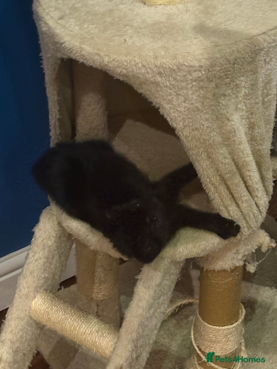 Domestic Shorthair cats for sale: Forever homes needed  - Image 6