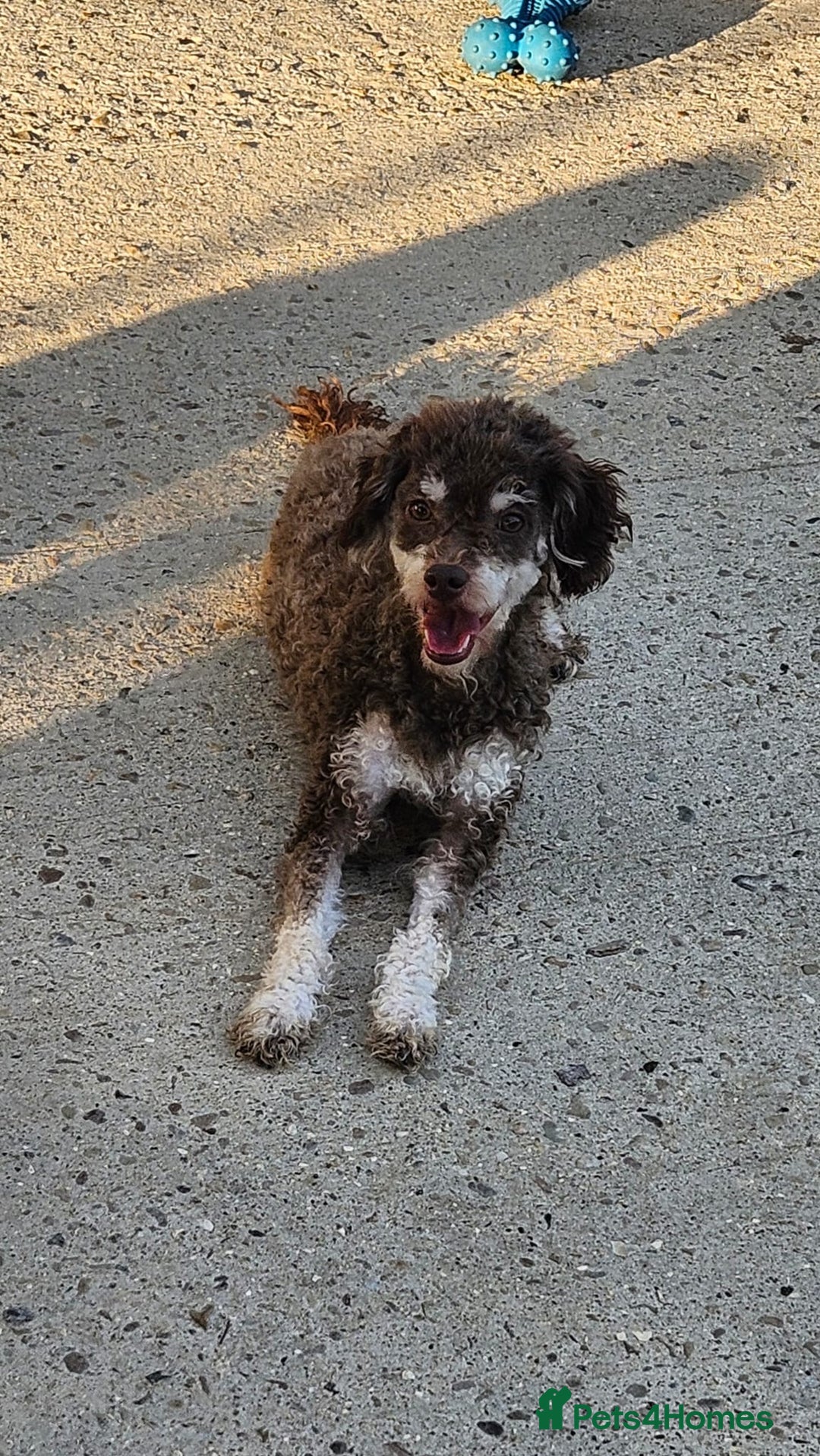 Toy Poodle dogs for sale: Toy poodle - Advert 1