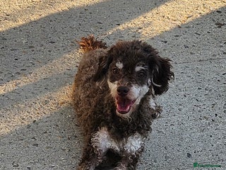 Toy Poodle dogs Toy poodle - Advert 6