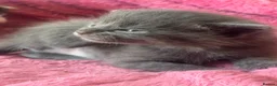 British Longhair cats for sale: 5 gorgeous kittens - Advert 4