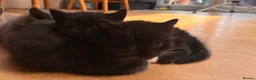 British Shorthair cats for sale: Two male kittens available from a British blue mum - Advert 8