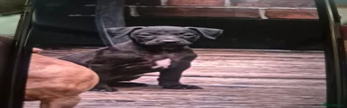 Patterdale Terrier 4
