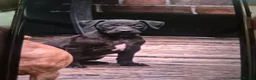 Patterdale Terrier dogs for sale: Patterdale pups for sale  - Advert 4