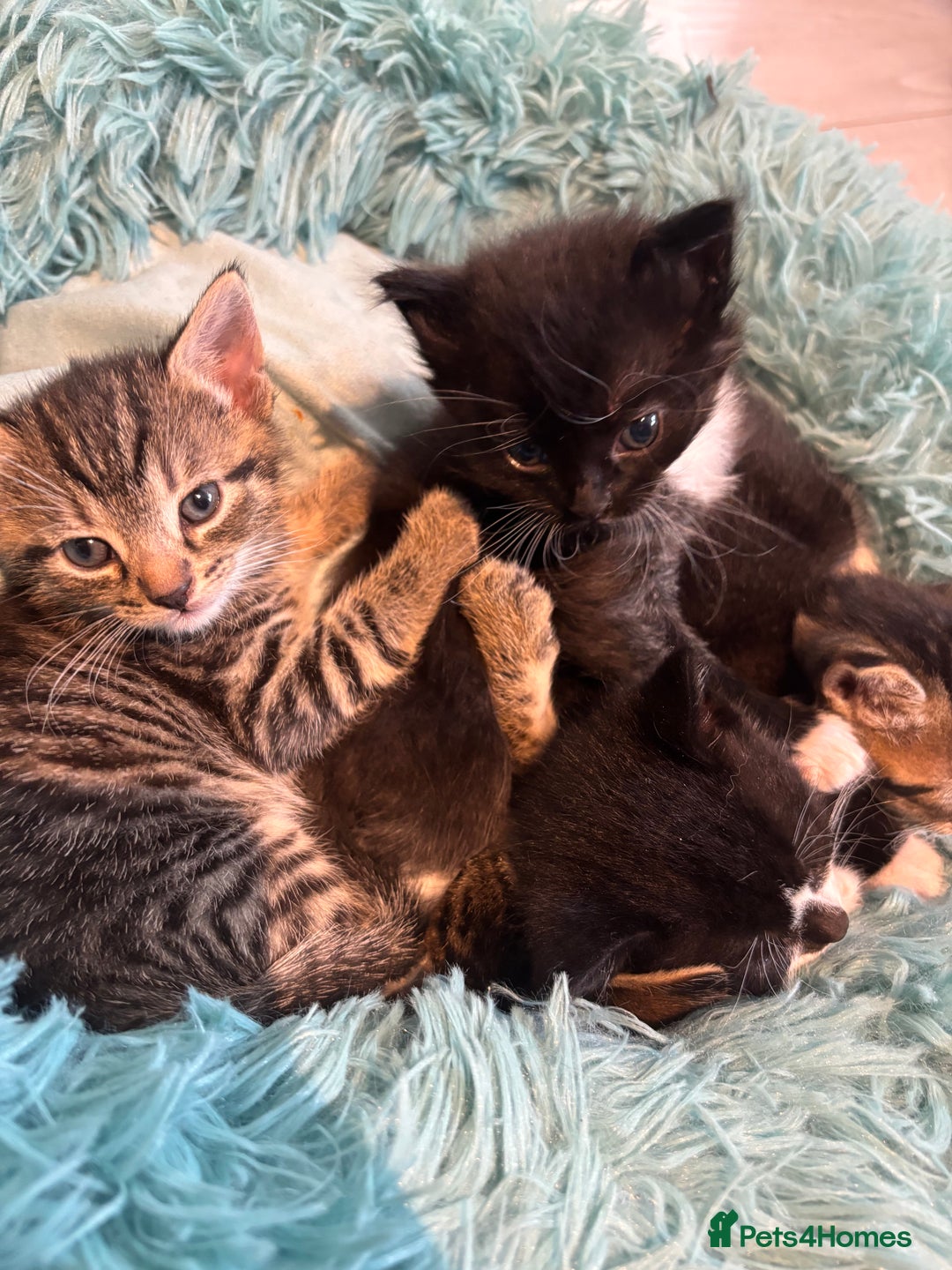 British Shorthair cats for sale: Two litters. 3 tabbies 4 fluffy black and white - Image 9