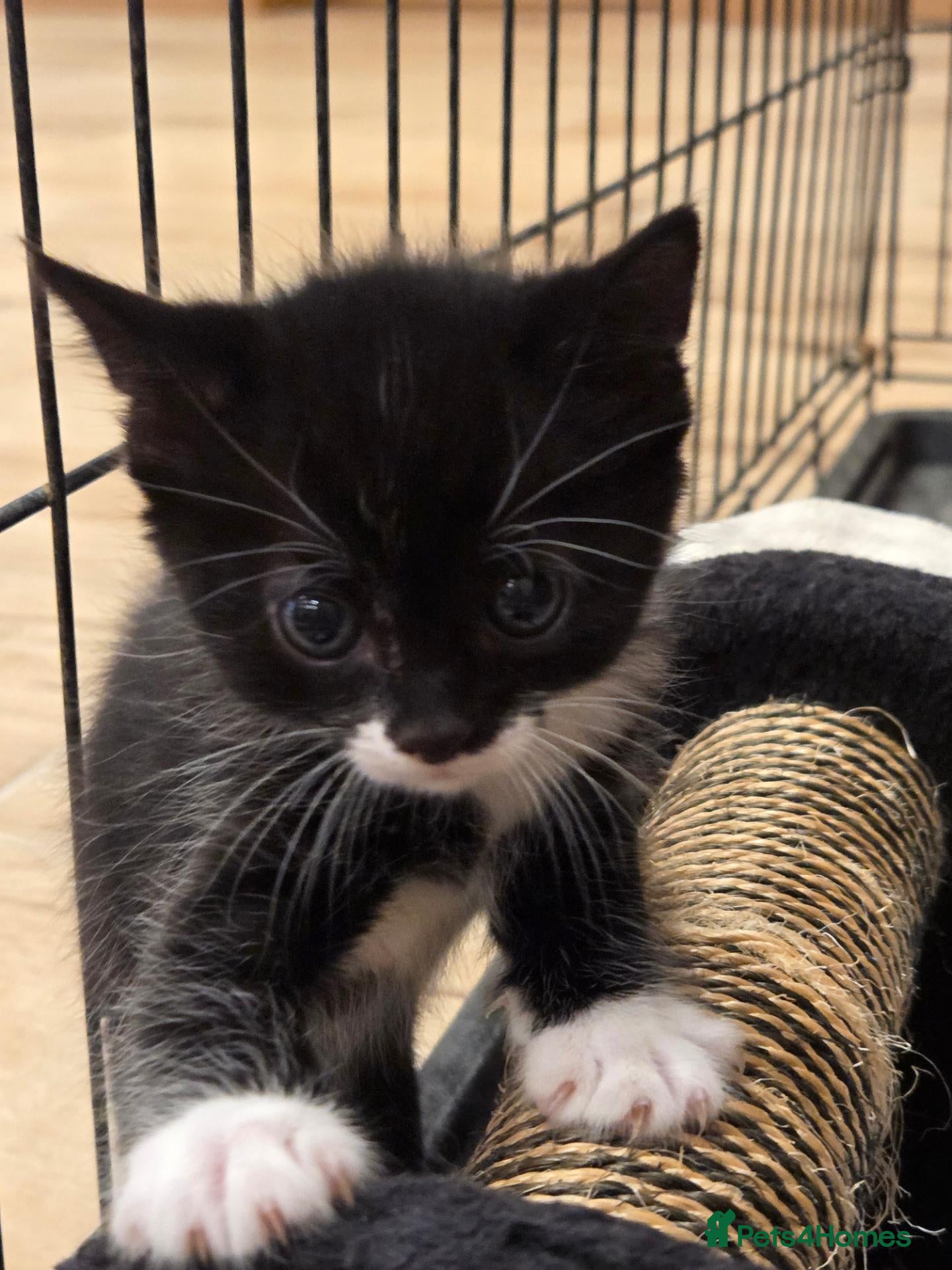 Mixed Breed cats Black & White Kittens Looking for Loving Homes 🐾 - Advert 15