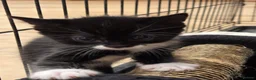 Mixed Breed cats for sale: Black & Wite Kittens Looking for Loving Homes 🐾 - Advert 9