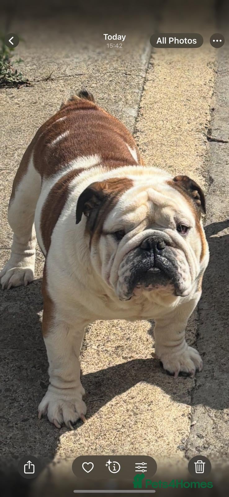 English Bulldog dogs Big beautiful Bulldog for stud  - Advert 2