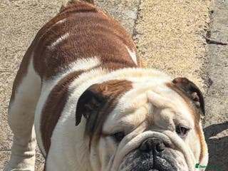 English Bulldog dogs Big beautiful Bulldog for stud - Advert 2