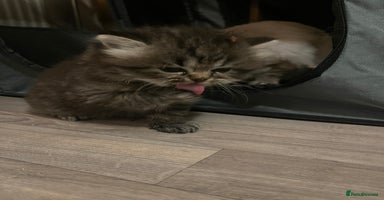 Perdoll cats - Advert 16