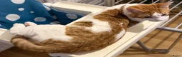 Domestic Shorthair cats for sale: Ginger and white 1 year old cat - Timmy - Advert 5