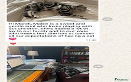 British Shorthair cats for sale: Your Furry Fantasy Awaits! - Image 32