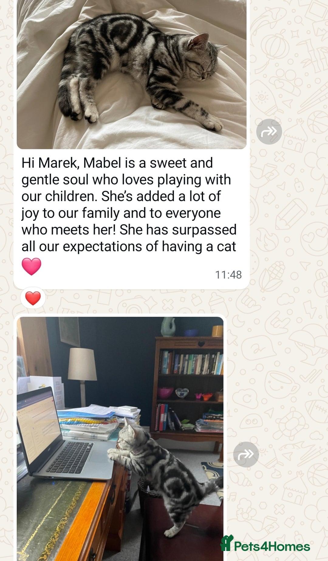 British Shorthair cats for sale: Your Furry Fantasy Awaits! - Image 32