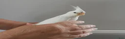 Cockatiels birds for sale: Hand Reared Cockatiels  - Advert 4
