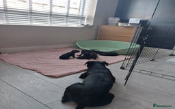 Patterdale Terrier dogs for sale: Patterdale pups - Image 20