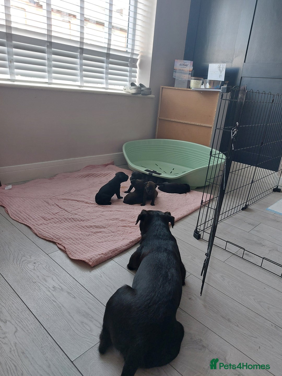 Patterdale Terrier dogs for sale: Patterdale pups - Image 20