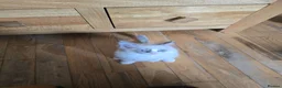 Ragdoll cats for sale: 🐾 Beautiful Ragdoll Kittens ready to leave 🐾 - Advert 12