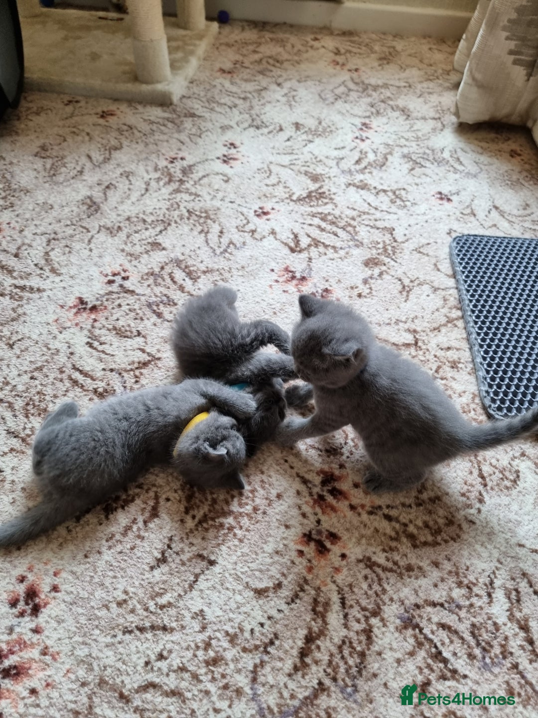 British Shorthair cats for sale: Gorgeous BSH kittens  - Image 6