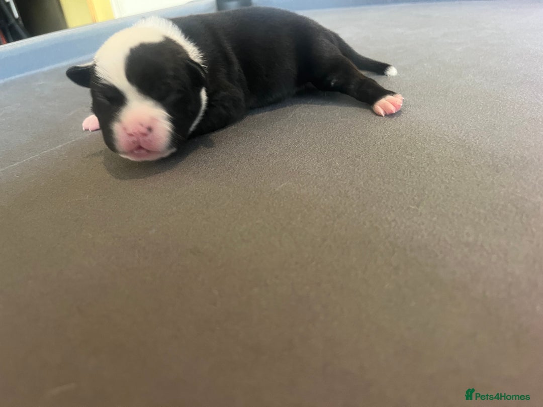 Mixed Breed dogs for sale: StaffyXAmerican bulldog puppies  - Image 22