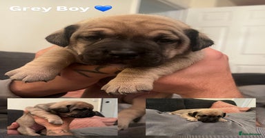 Mixed Breed dogs *4 left* Rare English Bulldach Puppies - Advert 1