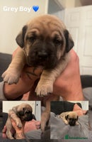 Mixed Breed dogs *4 left* Rare English Bulldach Puppies - Advert 1